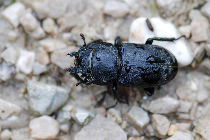 Coleottero da identificare: Dorcus parallelepipedus